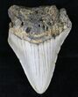 Bargain Megalodon Tooth - North Carolina #21661-1